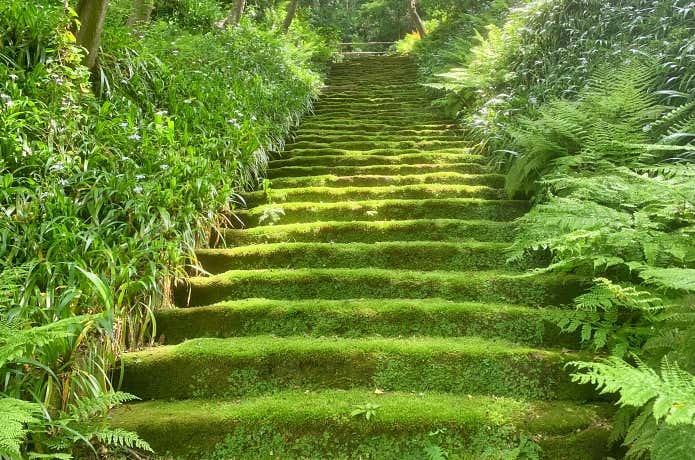 妙法寺・苔の階段