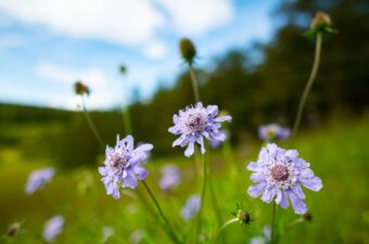 慎ましく凛とした姿を堪能！晩夏〜初秋の花を楽しむスポットおすすめ8選