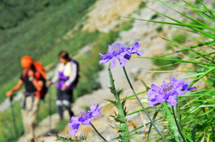 初秋の花登山を楽しもう!