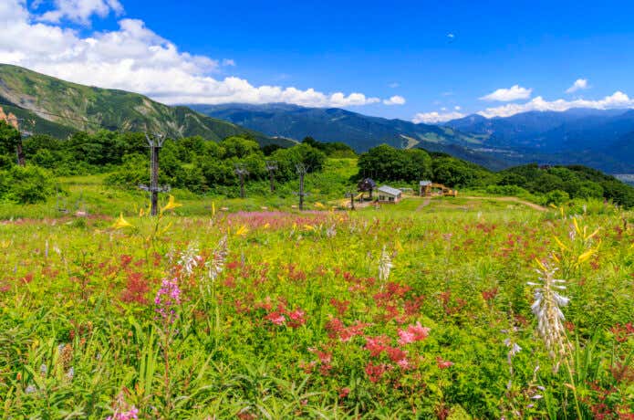 白馬五竜高山植物園より、リフト乗り場を振り返る