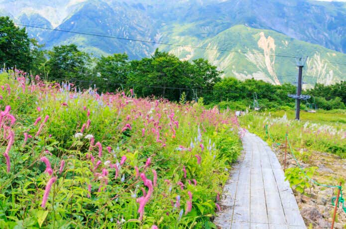 さまざまな希少な植物に出会える白馬五竜高山植物園
