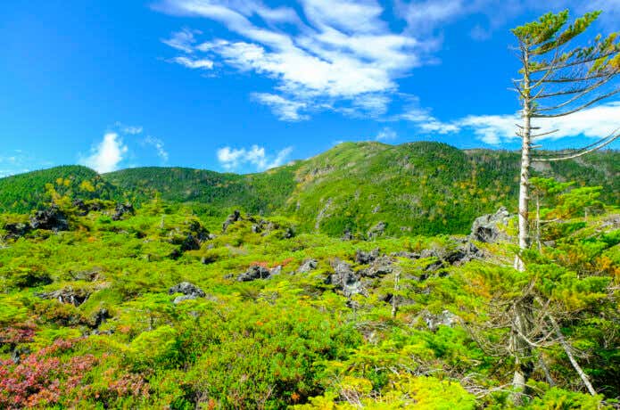 初夏の坪庭から眺めた北横岳