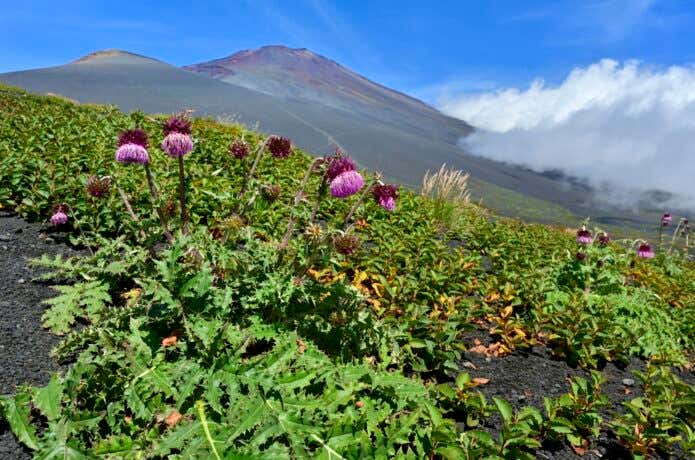 二ツ塚付近のフジアザミと富士山・宝永山