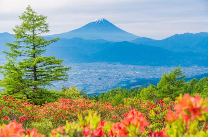 満開のツツジのむこうにみえる美しい富士山