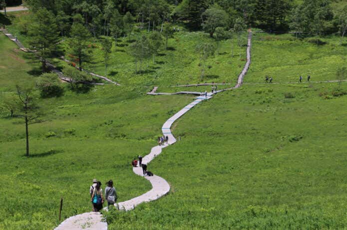 高山植物を楽しめる入笠山湿原