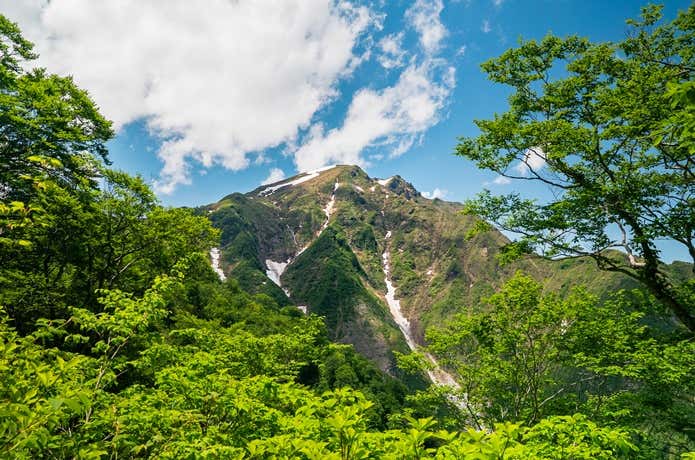 トマの耳とオキの耳の迫力ある姿