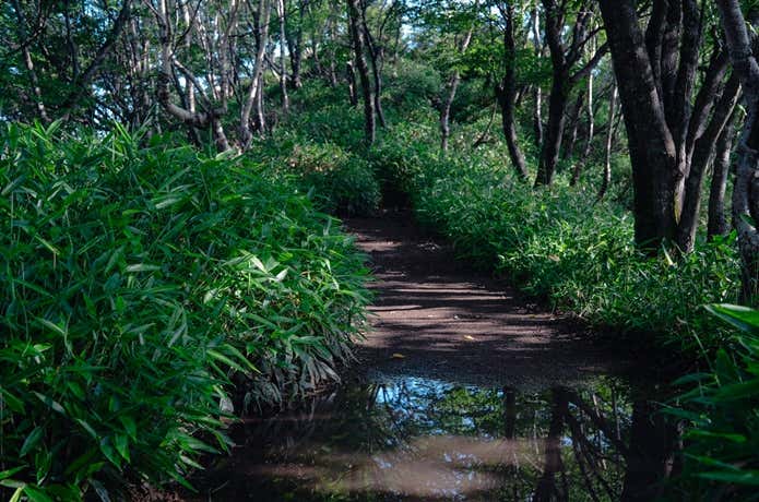 初心者でも歩きやすい登山道