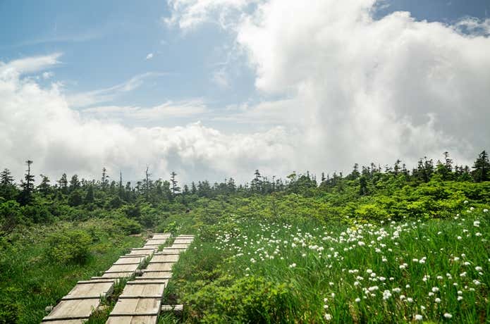 山頂部のお花畑