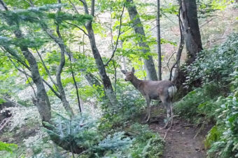 野生動物と人間の適切な距離感について考える