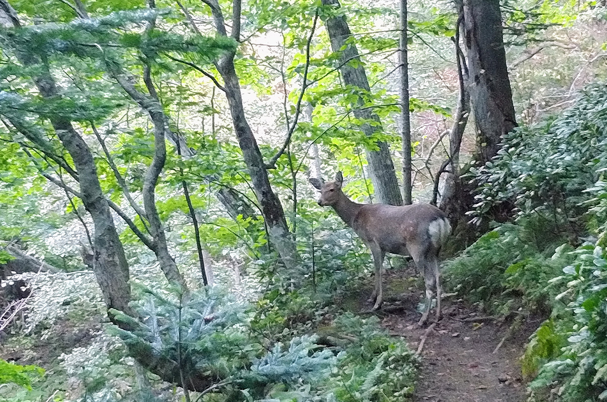 野生動物と人間の適切な距離感について考える