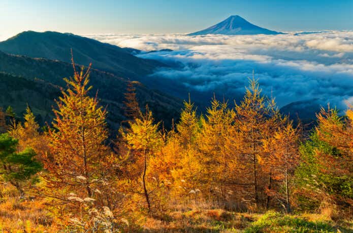 大菩薩嶺からのぞむカラマツの紅葉と富士山