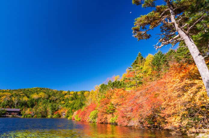 紅葉の白駒池