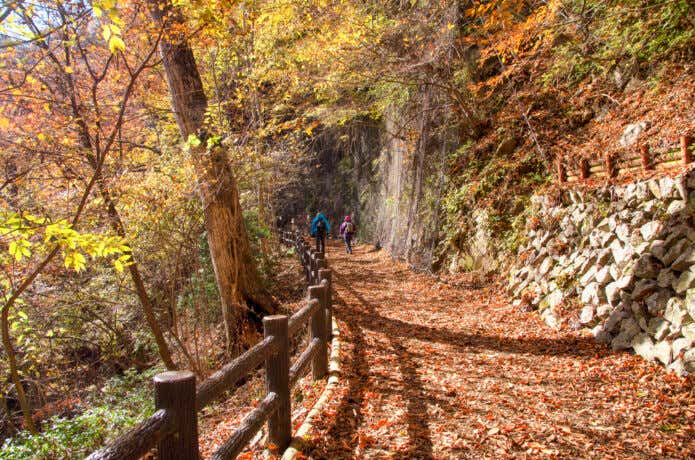 三頭山登山道
