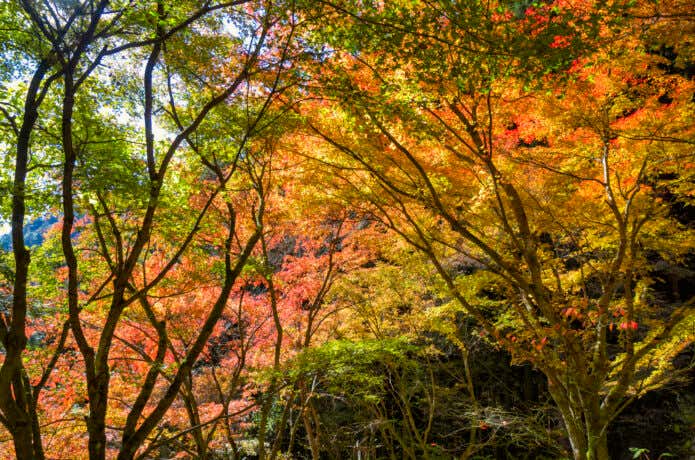 三頭山、都民の森の紅葉