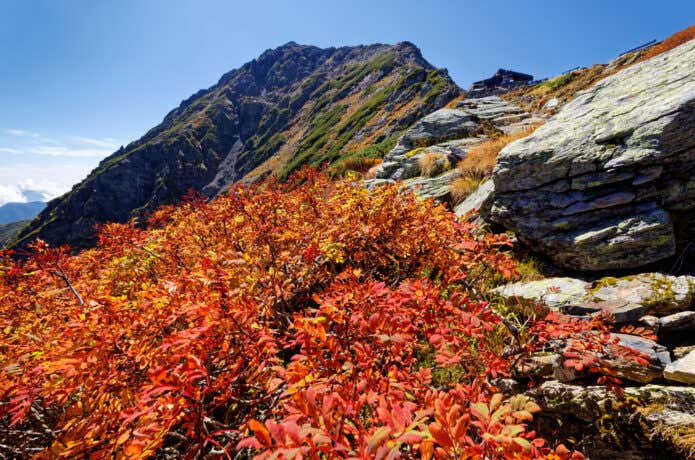 北岳の紅葉