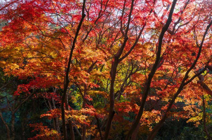 紅葉の名所・獅子舞の谷