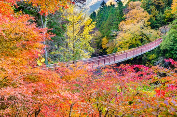 奥多摩・秋川渓谷も11月が見頃