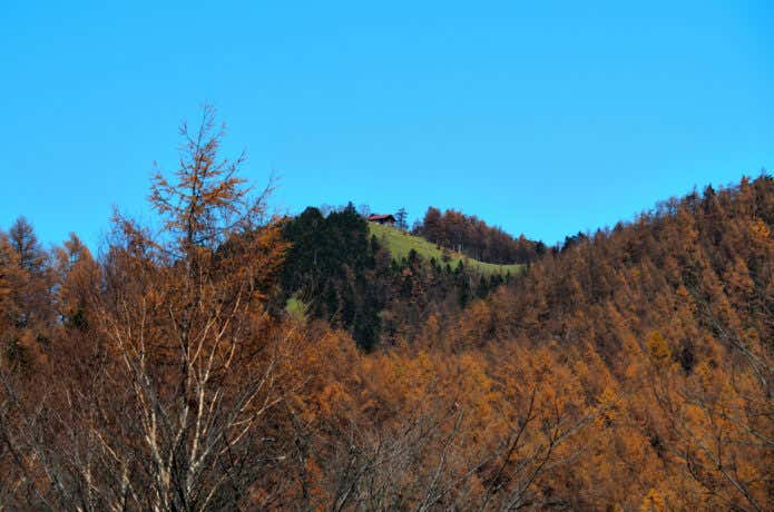 稜線に立ち並ぶ黄金色のカラマツ