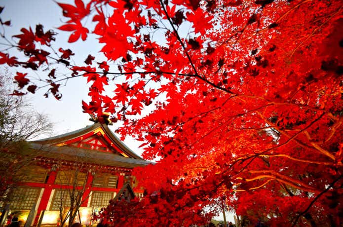 大山阿夫利神社の紅葉