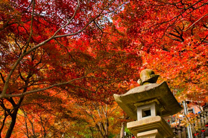 赤く染まる紅葉が美しい大山