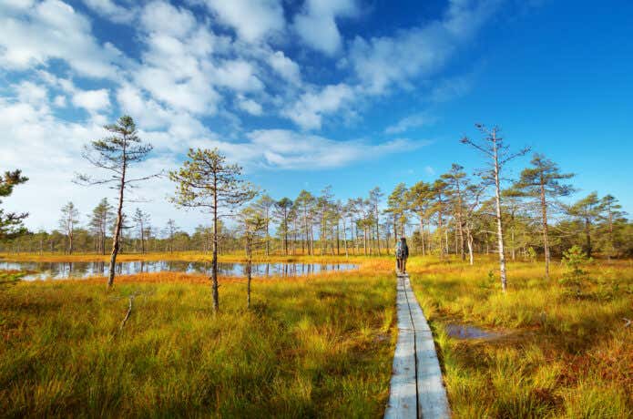 自然の中のトレイルを楽しむ人々