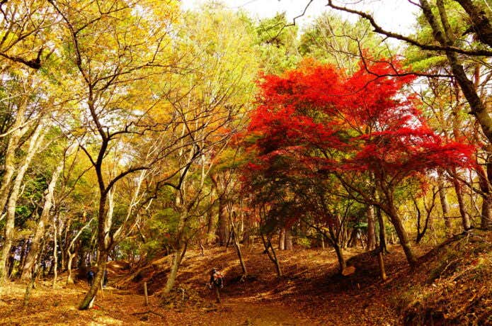 紅葉のトンネルが楽しめる尾根歩き