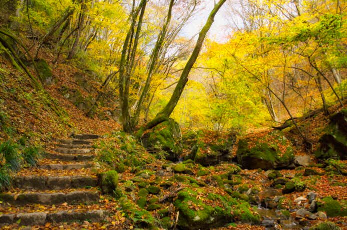 紅葉のロックガーデン