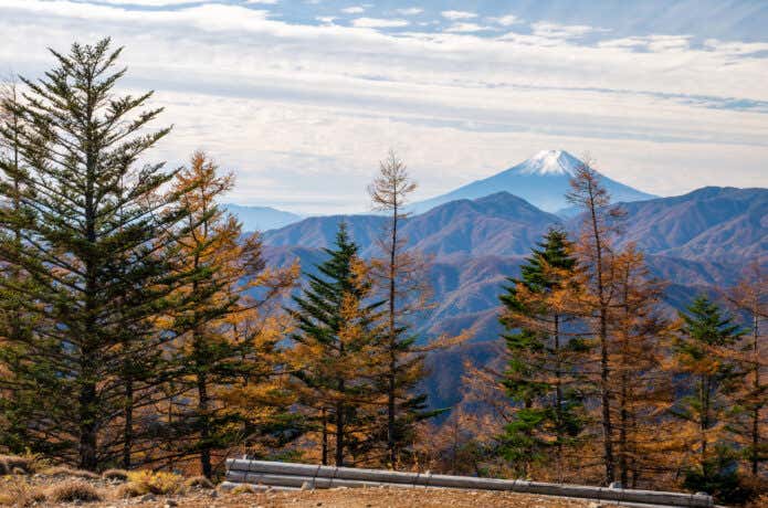 渋みの混ざった色合いに趣を感じる雲取山の紅葉
