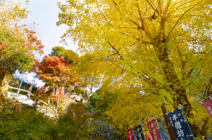 建長寺の半僧坊へと続く銀杏並木