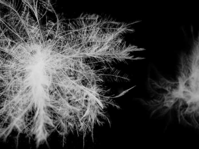 TAIONのかさ高のある羽毛