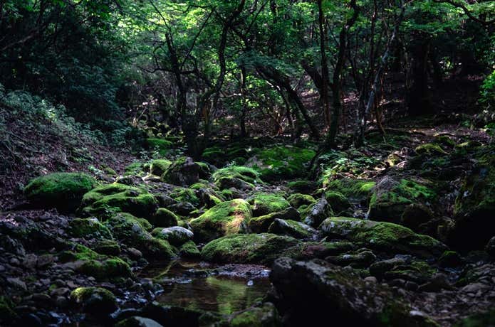 天城山、森の中