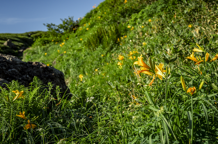鳥海山のお花畑
