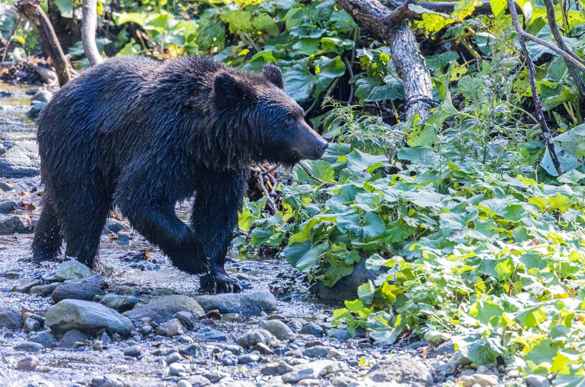 【全国版・都道府県別】クマ出没情報＆マップまとめ｜公的機関の最新情報をチェック