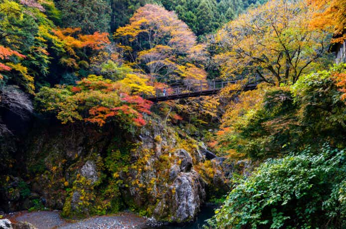渓谷から見上げる鳩ノ巣小橋