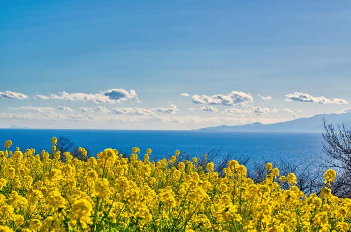 天気が良い日は海も見える