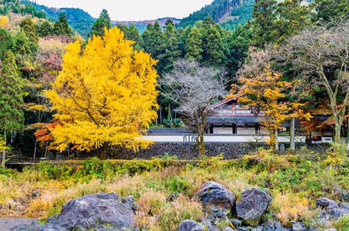 玉堂美術館前に立つ大イチョウ
