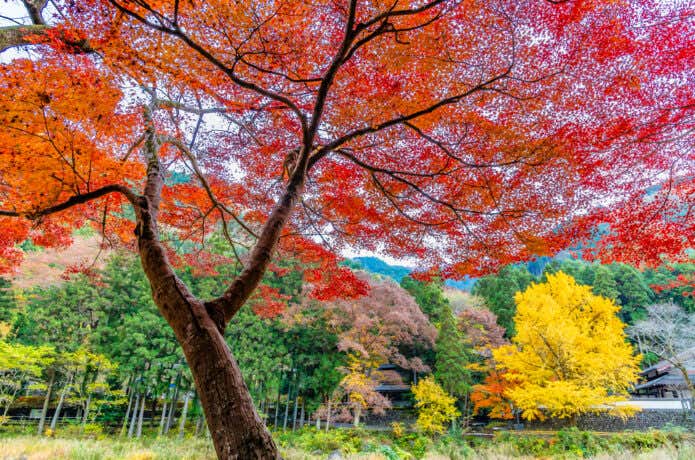 御岳渓谷沿いの大イチョウとモミジ