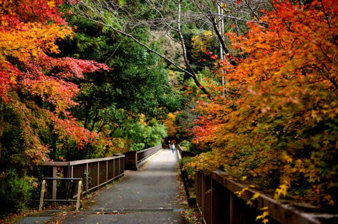 紅葉の数馬峡橋