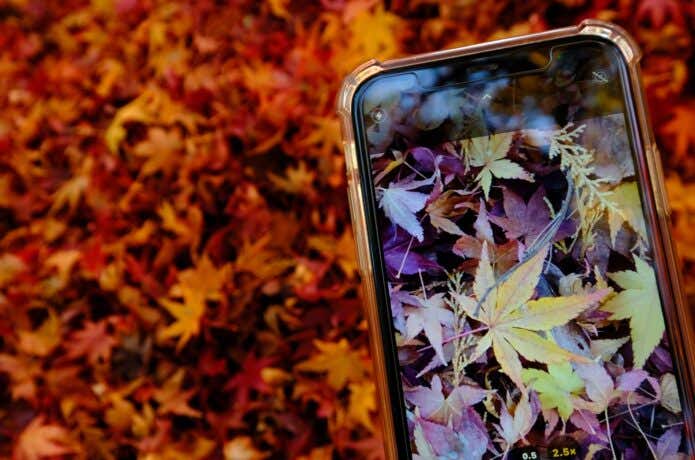 スマホで撮る紅葉