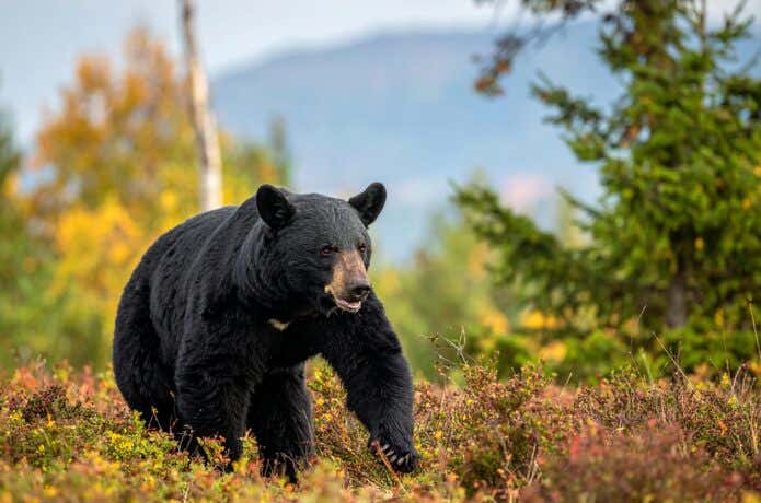 登山だけでなく社会問題にもなっているクマの出没と被害