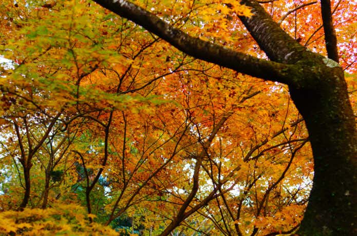遊歩道沿いのモミジの回廊