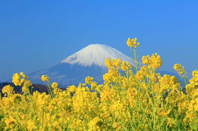 吾妻山公園の菜の花