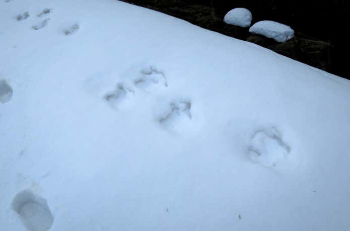 冬でも活動しているクマの痕跡
