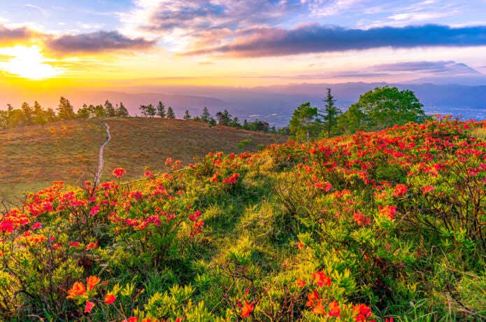山頂はレンゲツツジの花畑