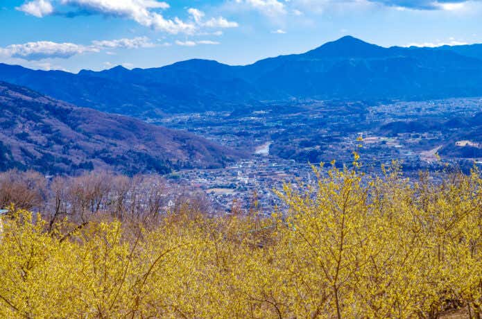 蝋梅が咲き誇る宝登山