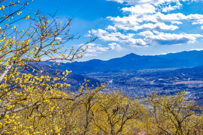 蝋梅の時期の宝登山