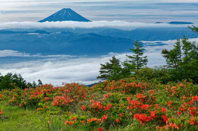 花と富士山の山・甘利山
