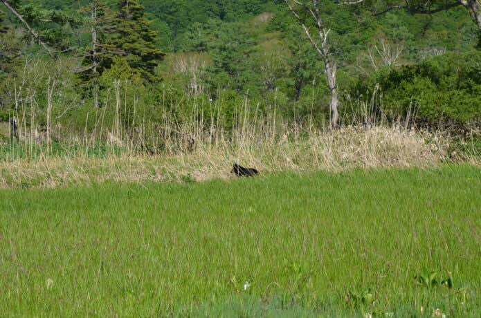 尾瀬ヶ原で目撃されたクマ