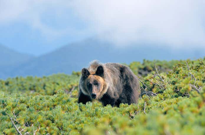 森林限界上のハイマツ帯でも活動するエゾヒグマ
