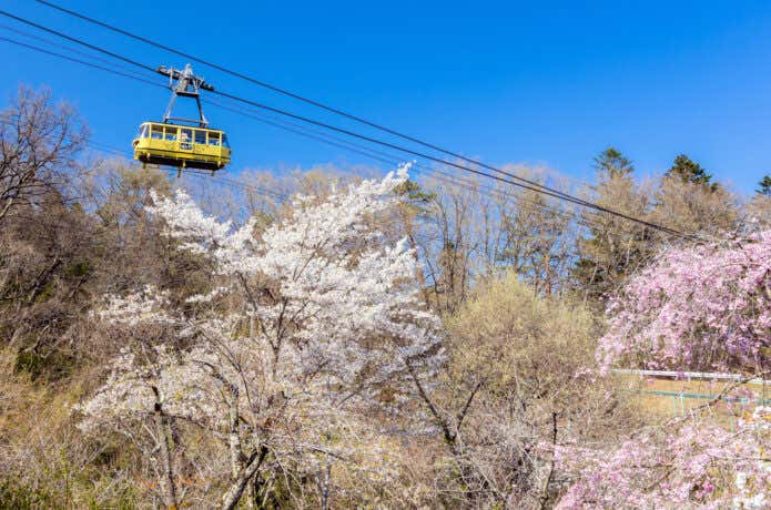 満開の梅林の上を進むロープウェイ
